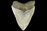 Fossil Megalodon Tooth - North Carolina #109545-2